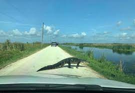 Gator crossing the street