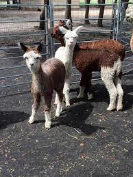 Alpacas from Lunasea Alpaca Farm